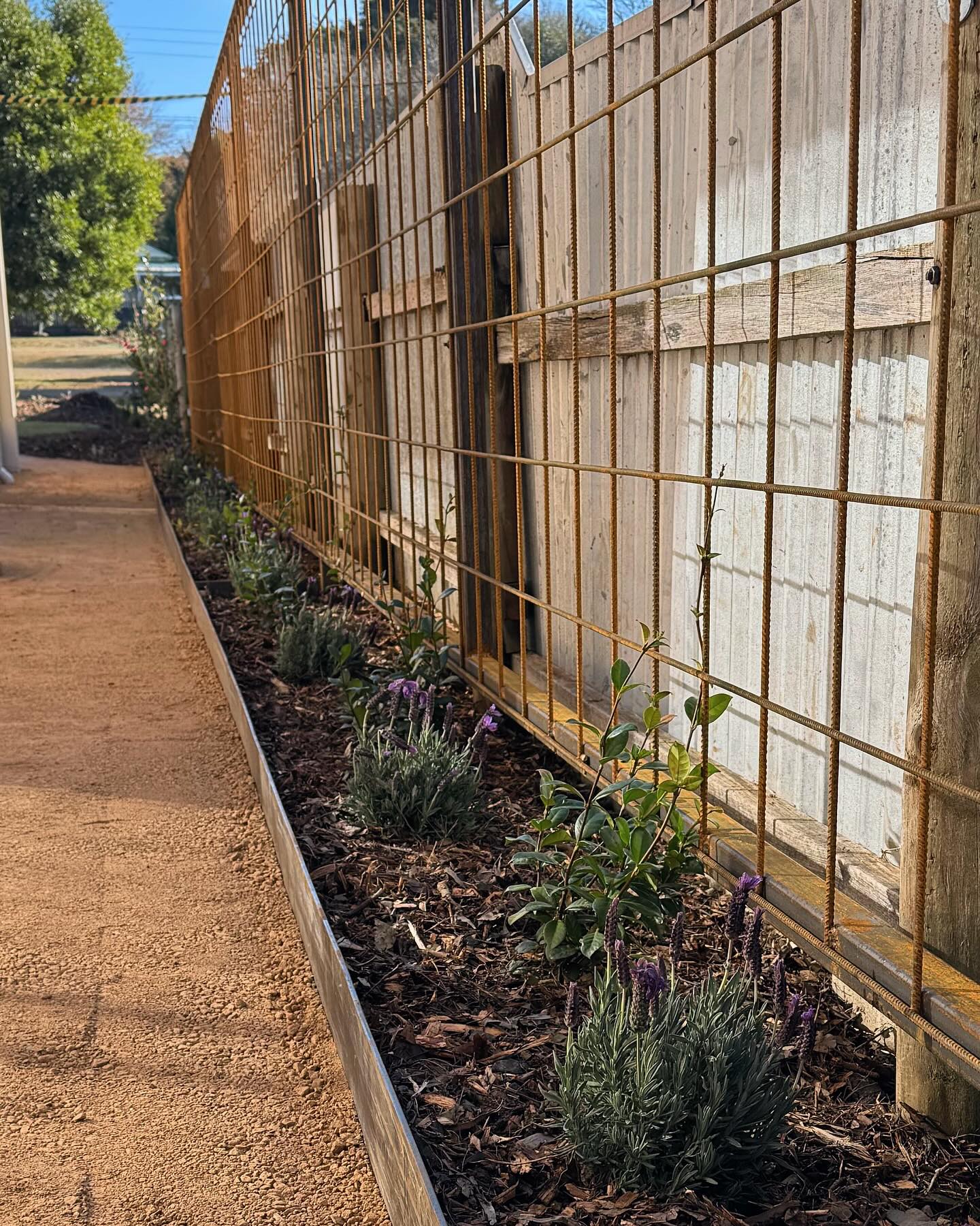 Trellis planting and garden path by Bentley Landscapes